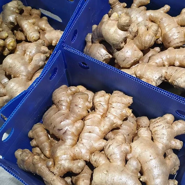 Sinasaklaw ng Fresh Ginger Market ang Quality Upgrade