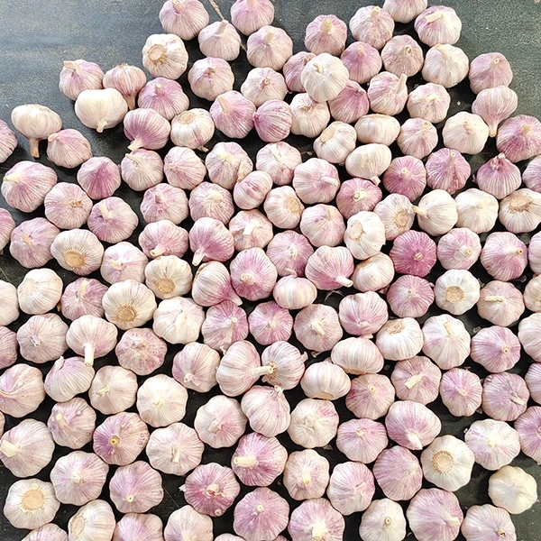 Inanunsyo ng Huaang Food Processing ang Pagpapalawak ng Fresh Garlic Supply Chain