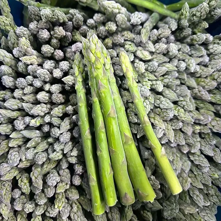 Piniling Frozen Green Asparagus para sa Consistent Foodservice at Ingredient Supply