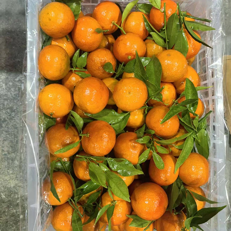 Sariwang Mashui Mandarin