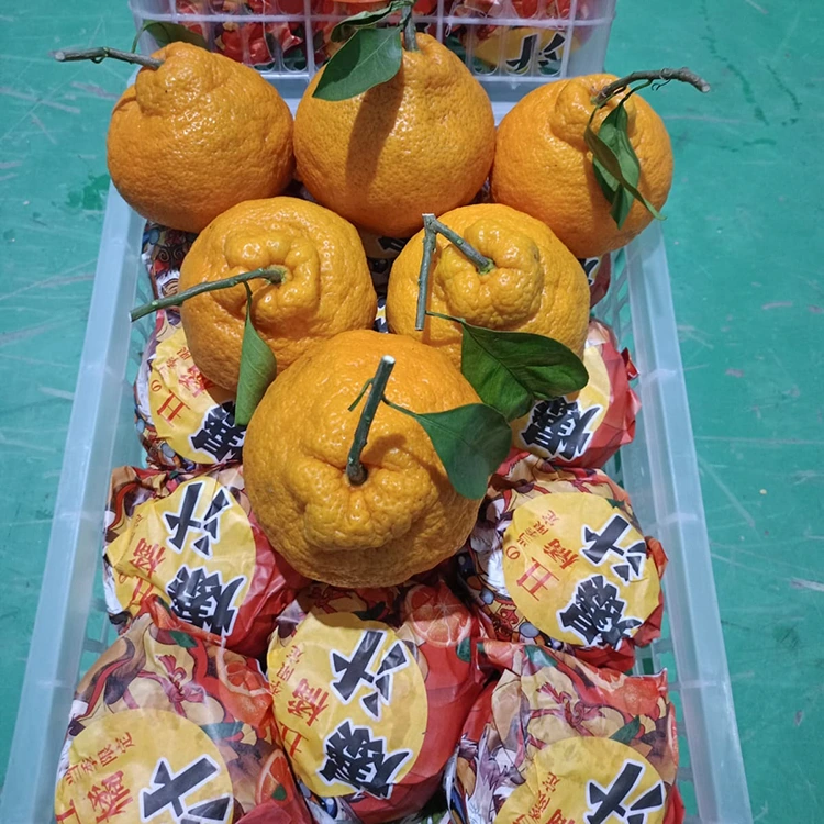Sariwang Shiranui Mandarin