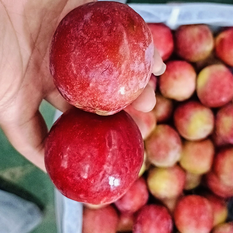 Sariwang Matamis na Pulang Meiyi Plum