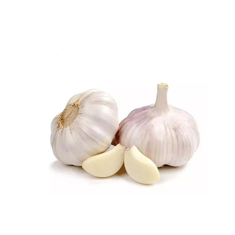 Premium Matigas at Matambok Normal na Puting Bawang