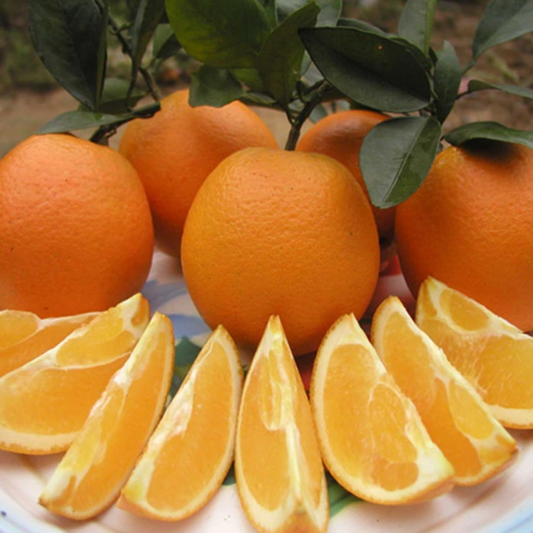 Premium Fresh Juicy Sweet Navel Oranges